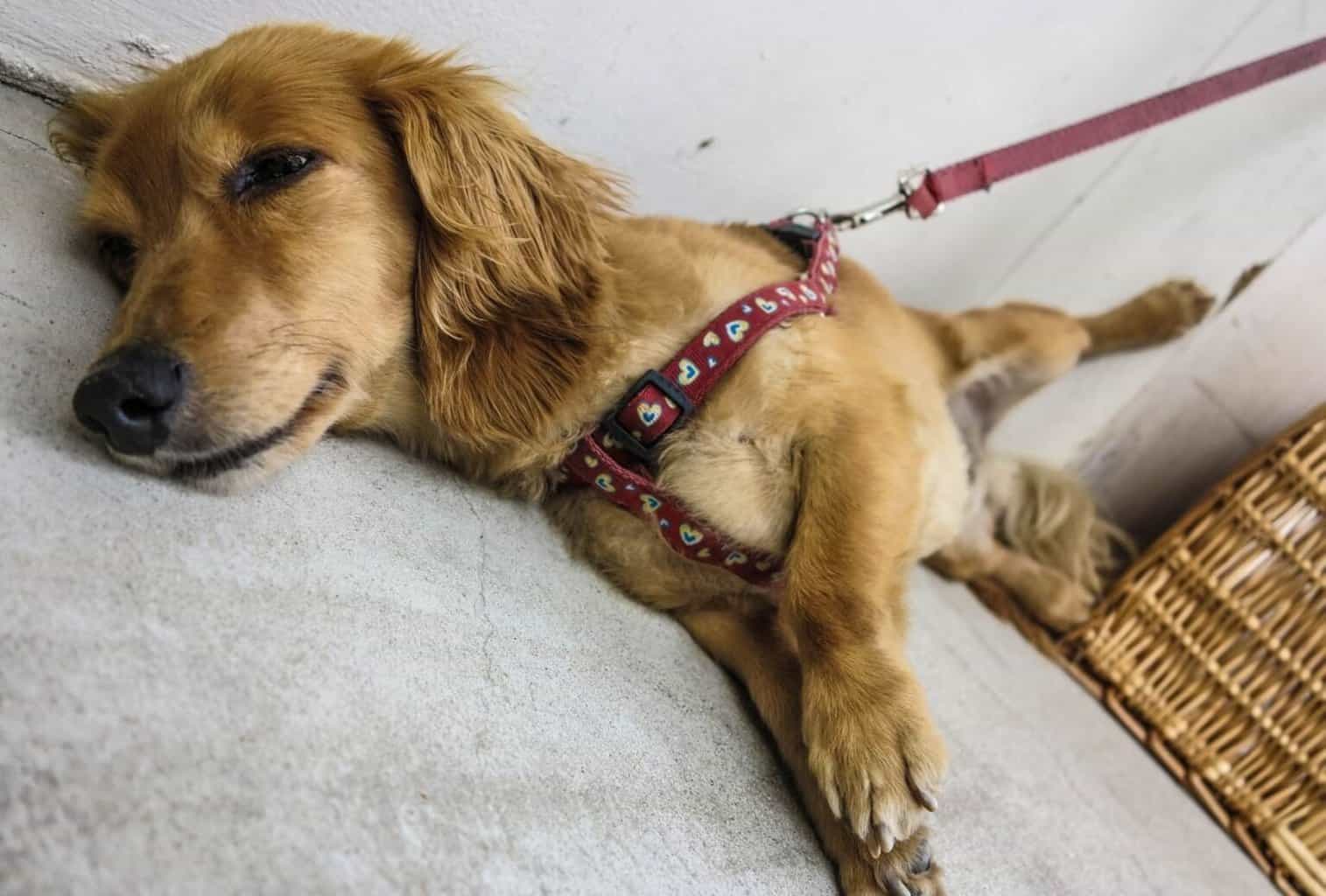 What time should puppies go to bed? dogpackr