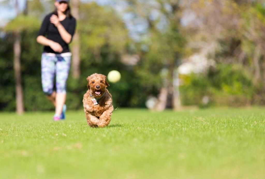 Playing a round of fetch before a walk is a great way to get rid of some of that excess energy