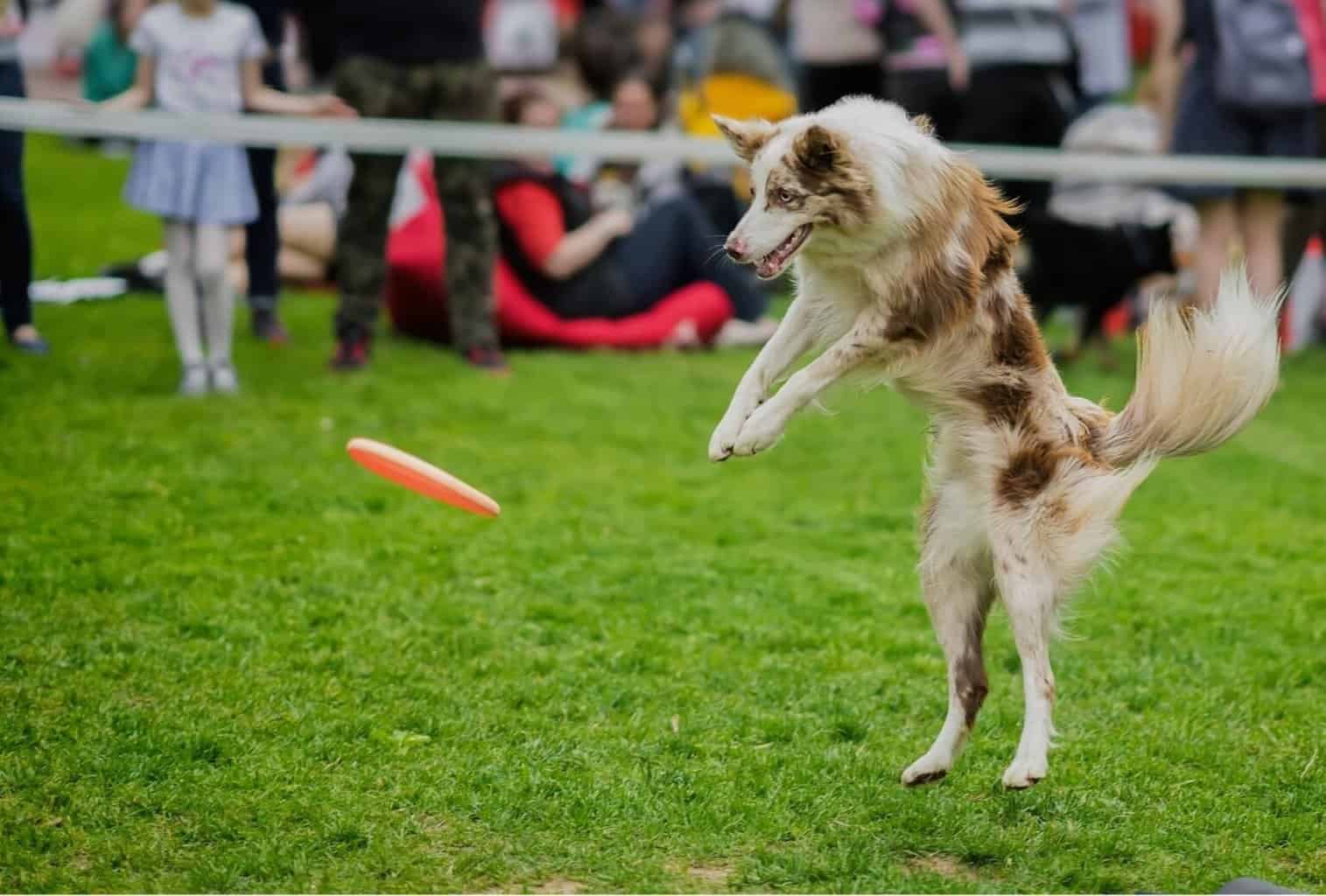 9 Hyperactive Dog Symptoms and How to Help Your Dog Calm Down dogpackr