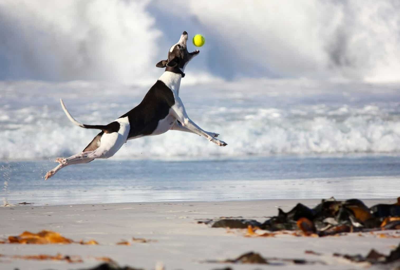 9 Hyperactive Dog Symptoms and How to Help Your Dog Calm Down dogpackr