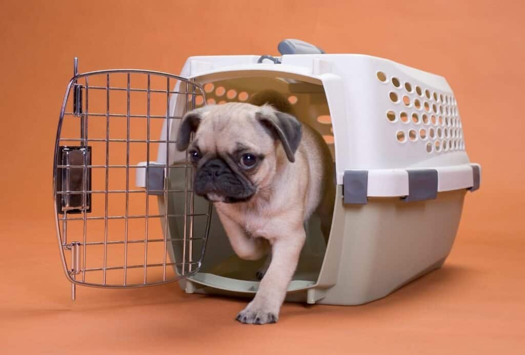 Never force your dog into the crate! That will inevitably get him to hate it.