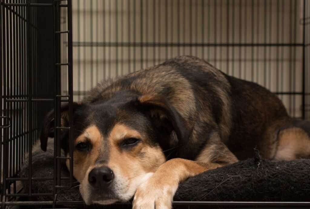 Make your dog's crate look like a den. You can try covering it to make it even more den-like