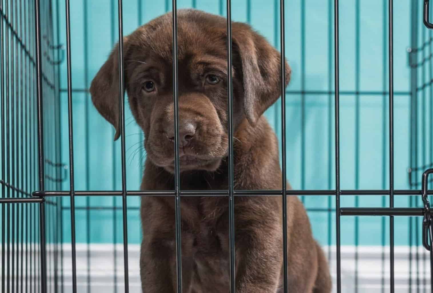 should-i-lock-puppy-in-crate-at-night