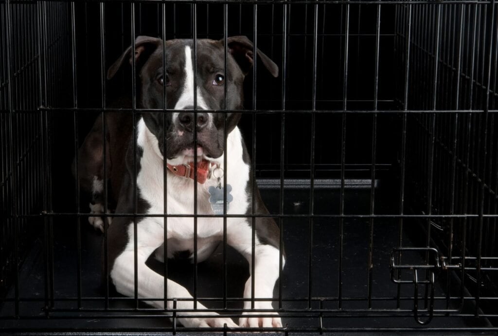 Some dogs just take longer to get used to their crate