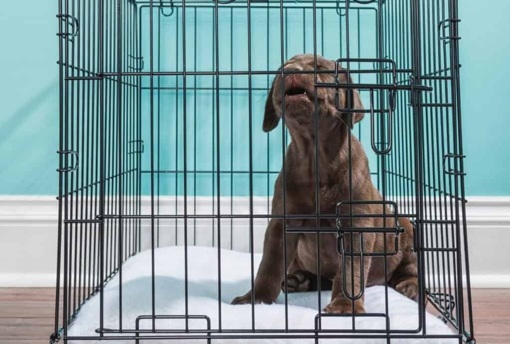 Don't let your dog out when he's crying. That will only teach him that this is they right behavior to get you to open the crate