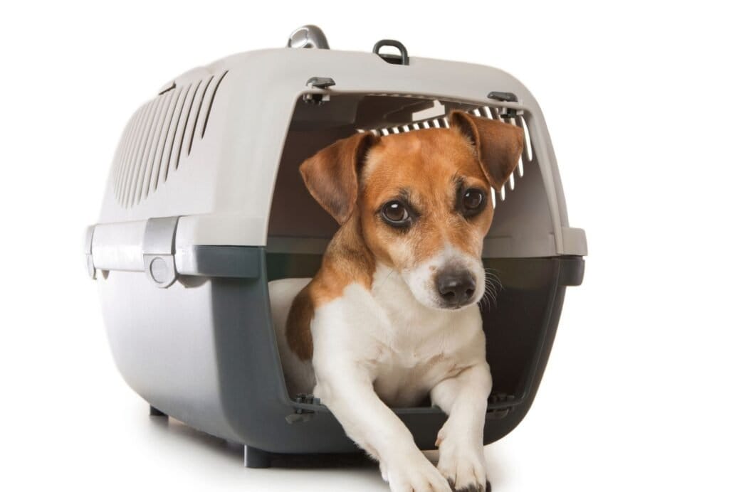 If your dog hates his crate, it might be that he wasn't properly crate trained