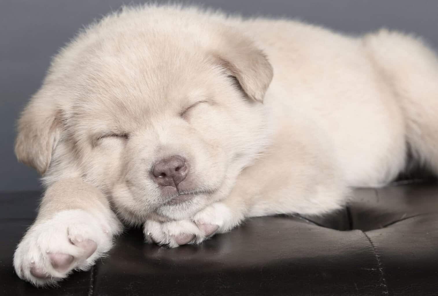 4-reasons-your-puppy-is-not-sleeping-during-the-day-solutions