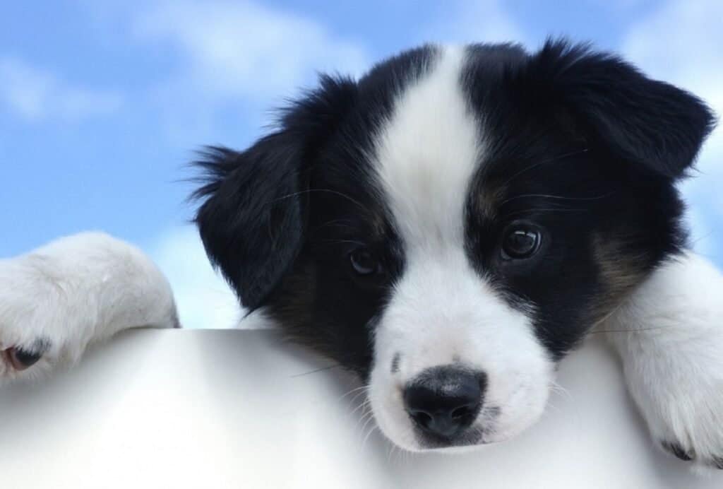 Overtired puppies often seem to forget any kind of manners you ever taught them