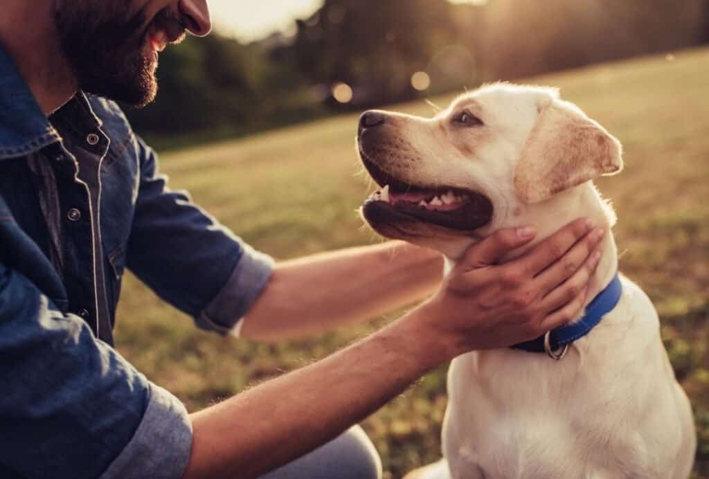 Show your dog lots of love when he acts like you want him to