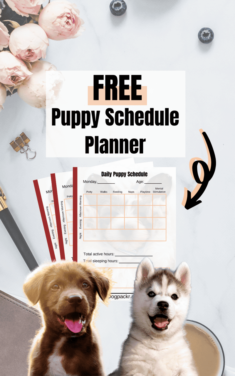 What’s a Good Crate Training Schedule for a Puppy? dogpackr