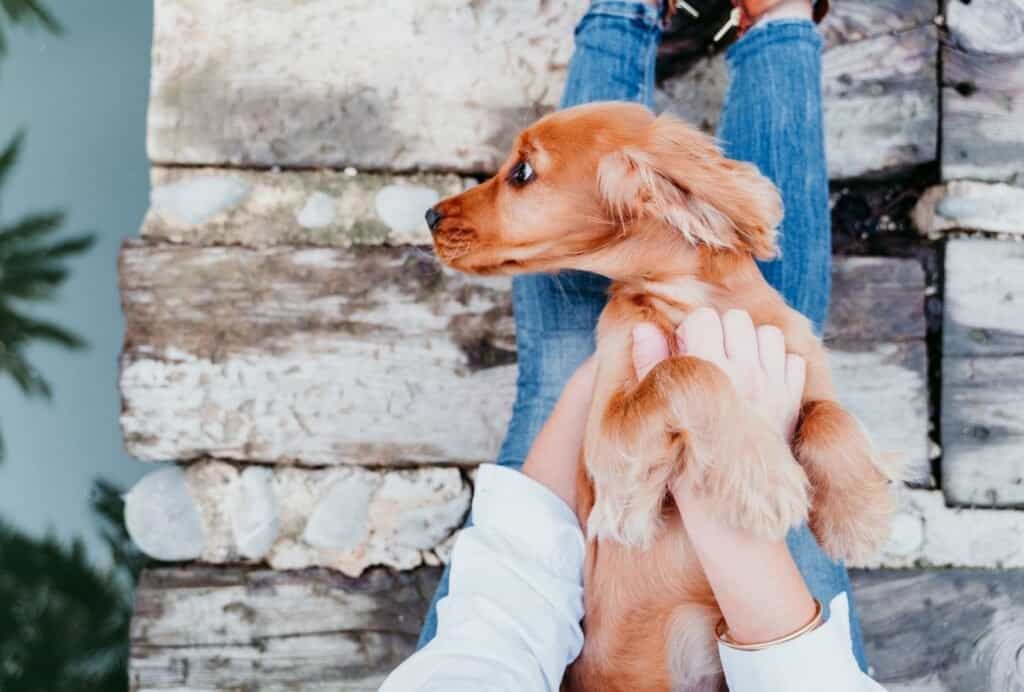 Some dogs might roll onto their back as a sign of submission. Make sure to observe their body language