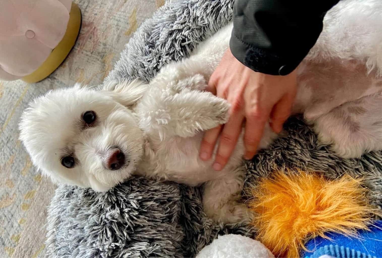 Why Do Dogs Like Belly Rubs? dogpackr