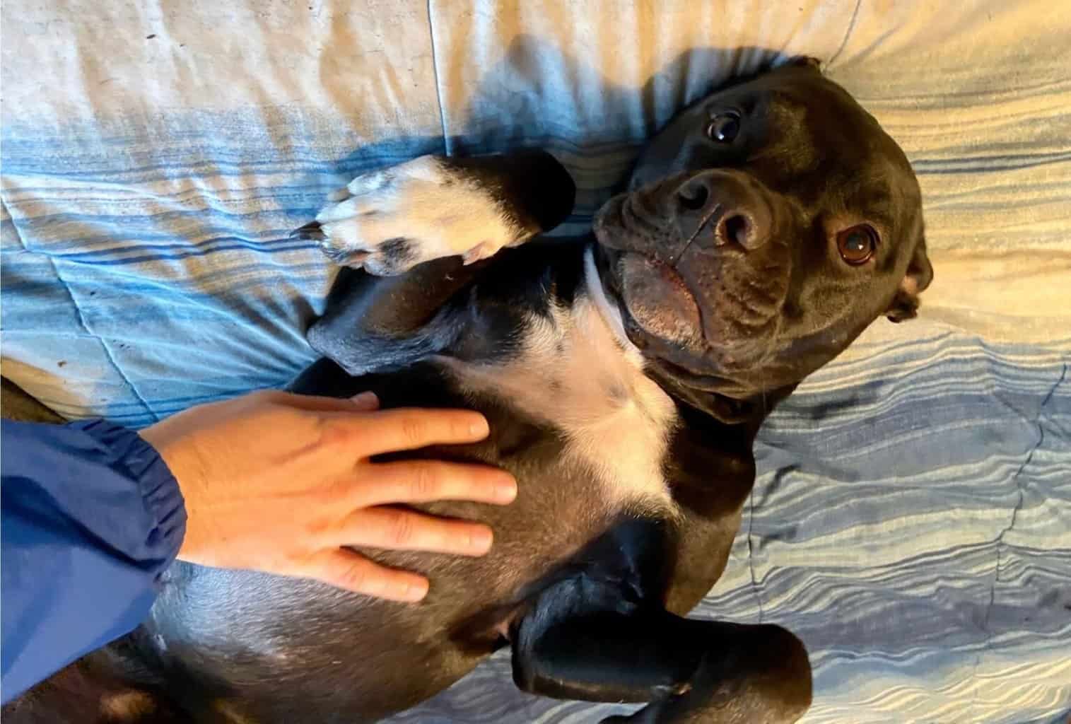Why Do Dogs Like Belly Rubs? dogpackr
