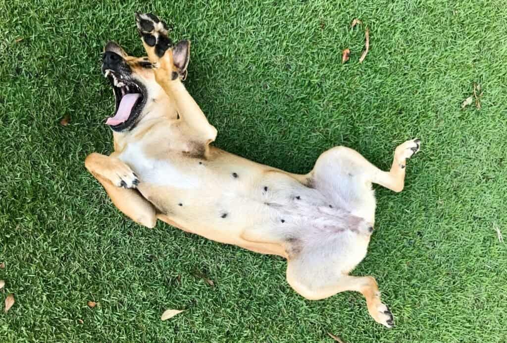 It doesn't matter what sex your dog is—he or she probably loves belly rubs.