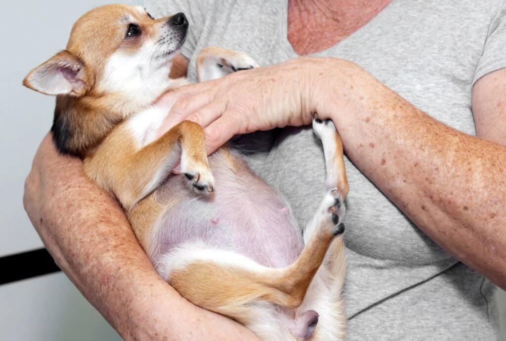 If your dog is pregnant she might suddenly be more clingy