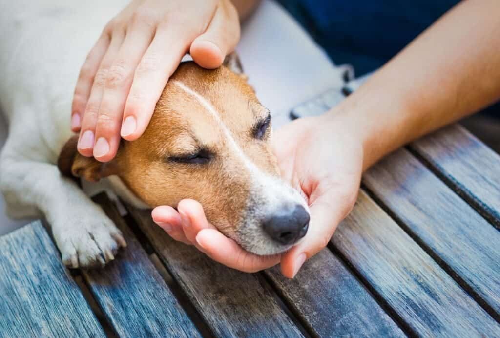 Medical issues might be another reason why your dog is suddenly becoming clingy