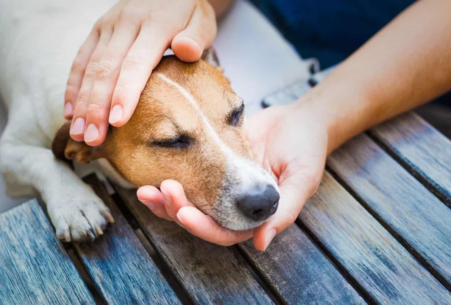 9 Reasons Why Your Dog Is So Clingy All of a Sudden dogpackr