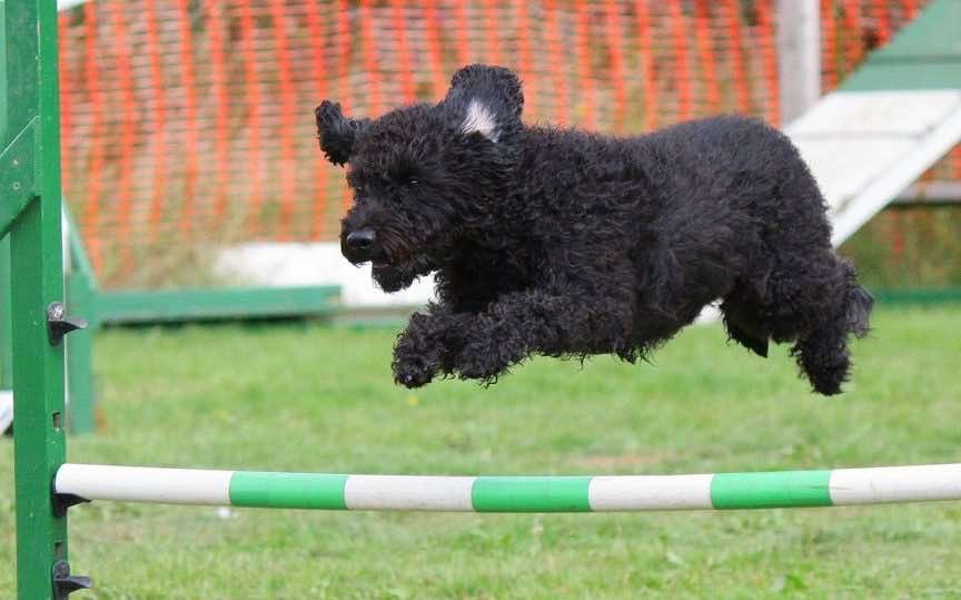 That's not Baloo but he looks pretty much like that during Agility training =)