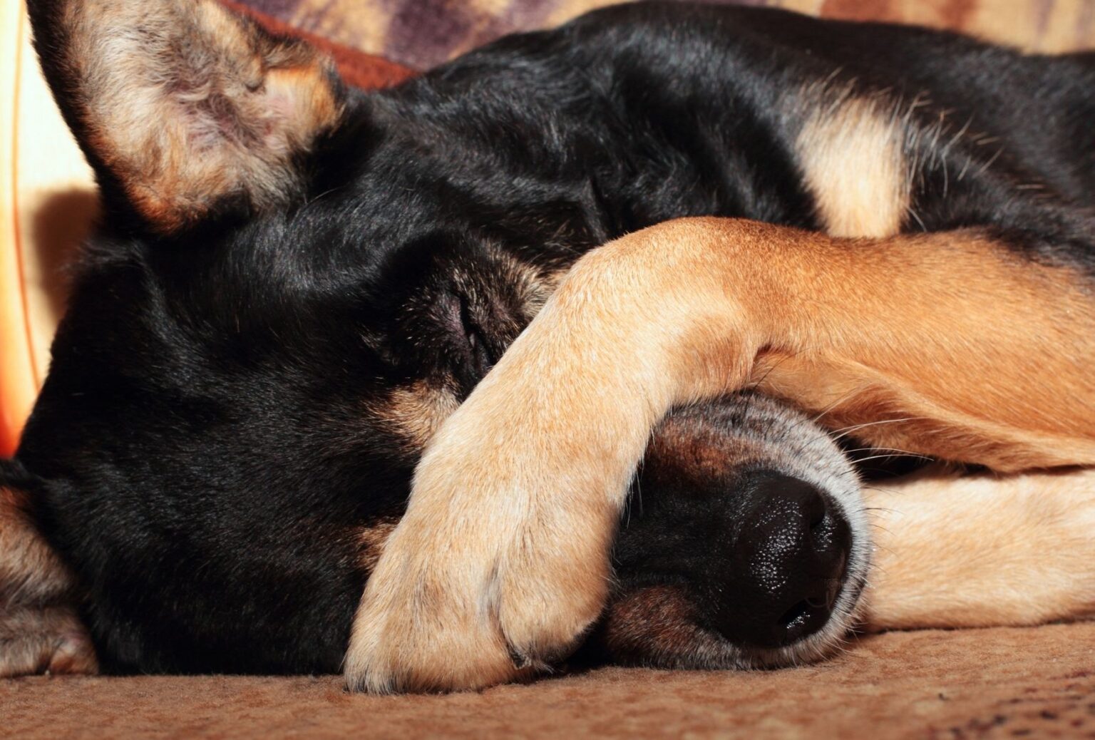 A Tired Dog Is a Happy Dog—11 Tips for a Happy, Tired Dog dogpackr