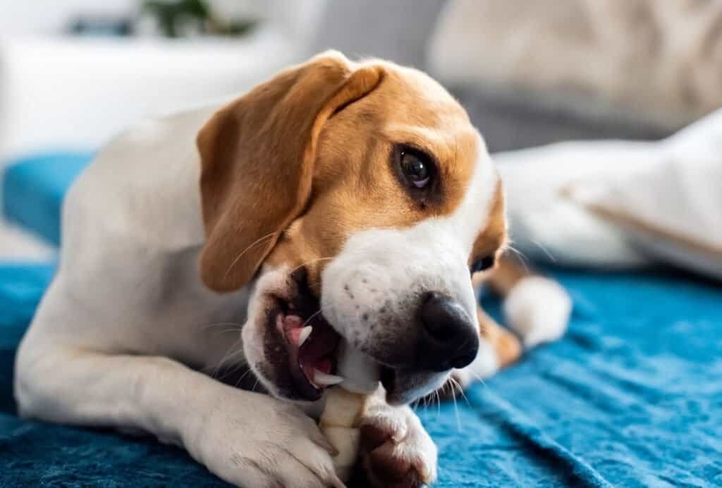 Chewing and licking are calming behaviors and distract your dog from desperately wanting to excitedly greet your visitors