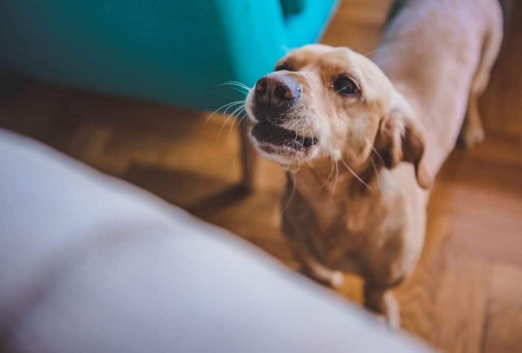 Some dogs thinks your guests are intruders that he needs to bark away