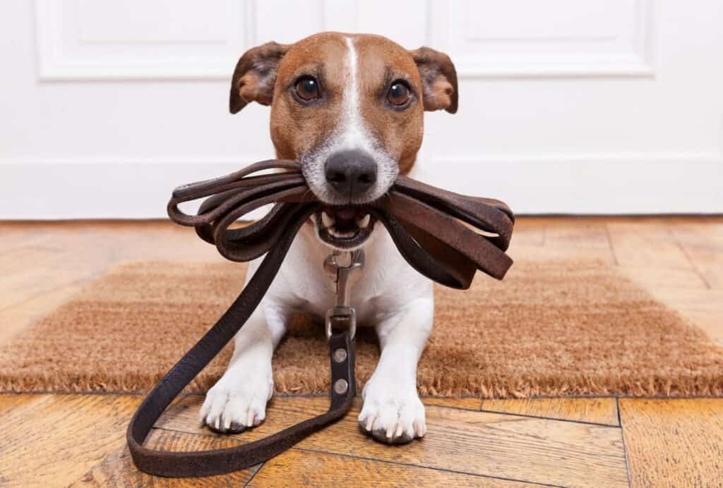 Tethering your dog somewhere safe for the first few minutes allows him to calm down before he's allowed to great your guests