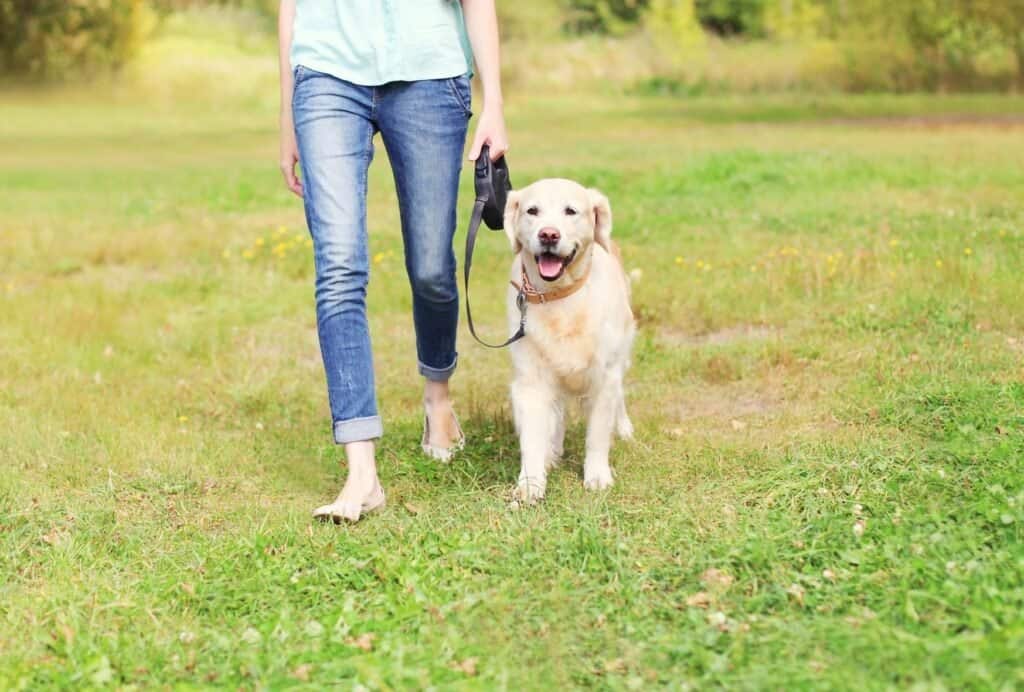 Breeds like Labradors and Golden Retrievers have been bred as working dogs and therefore usually have a pretty high stamina.