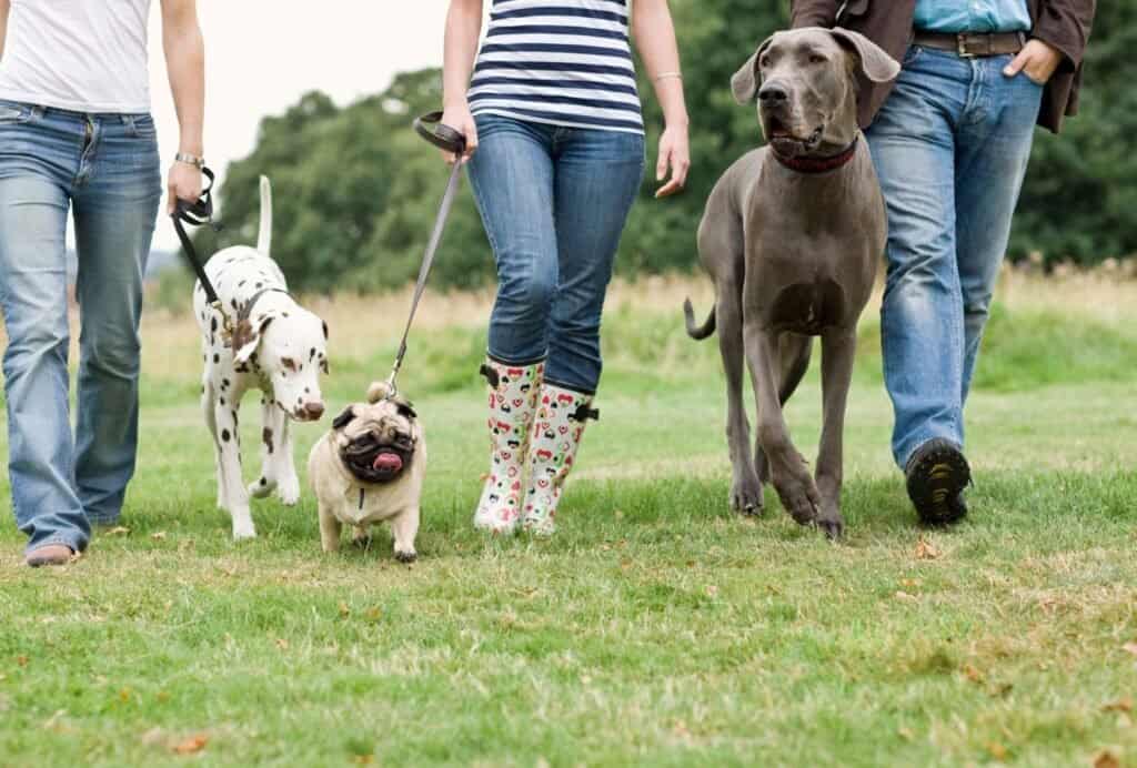 Will these dogs be able to walk the same duration? Probably not, the Dalmatian will likely be able to walk much longer than the Pug.