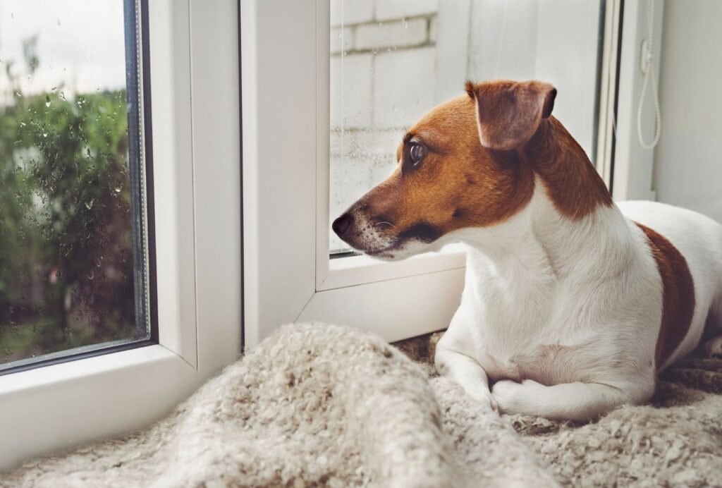 If your puppy always starts crying when you leave the room, he likely suffers from separation anxiety