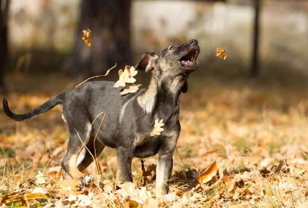 The last thing you should do with an overexcited puppy is to get excited or frustrated yourself. Instead, it's much better to stay calm