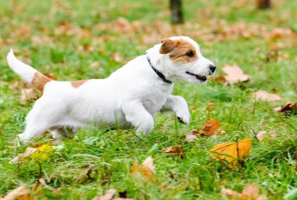 how to calm an overexcited puppy 