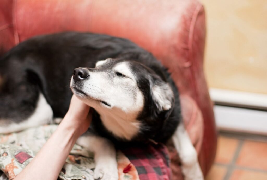 Dogs can get really high on their own hormones from a good ear rub