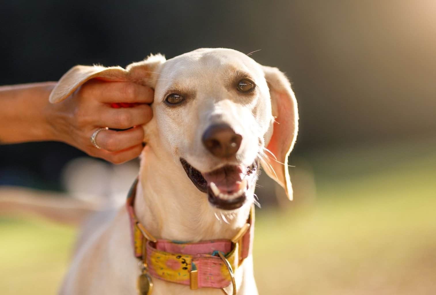 do dogs feel pain in their ears