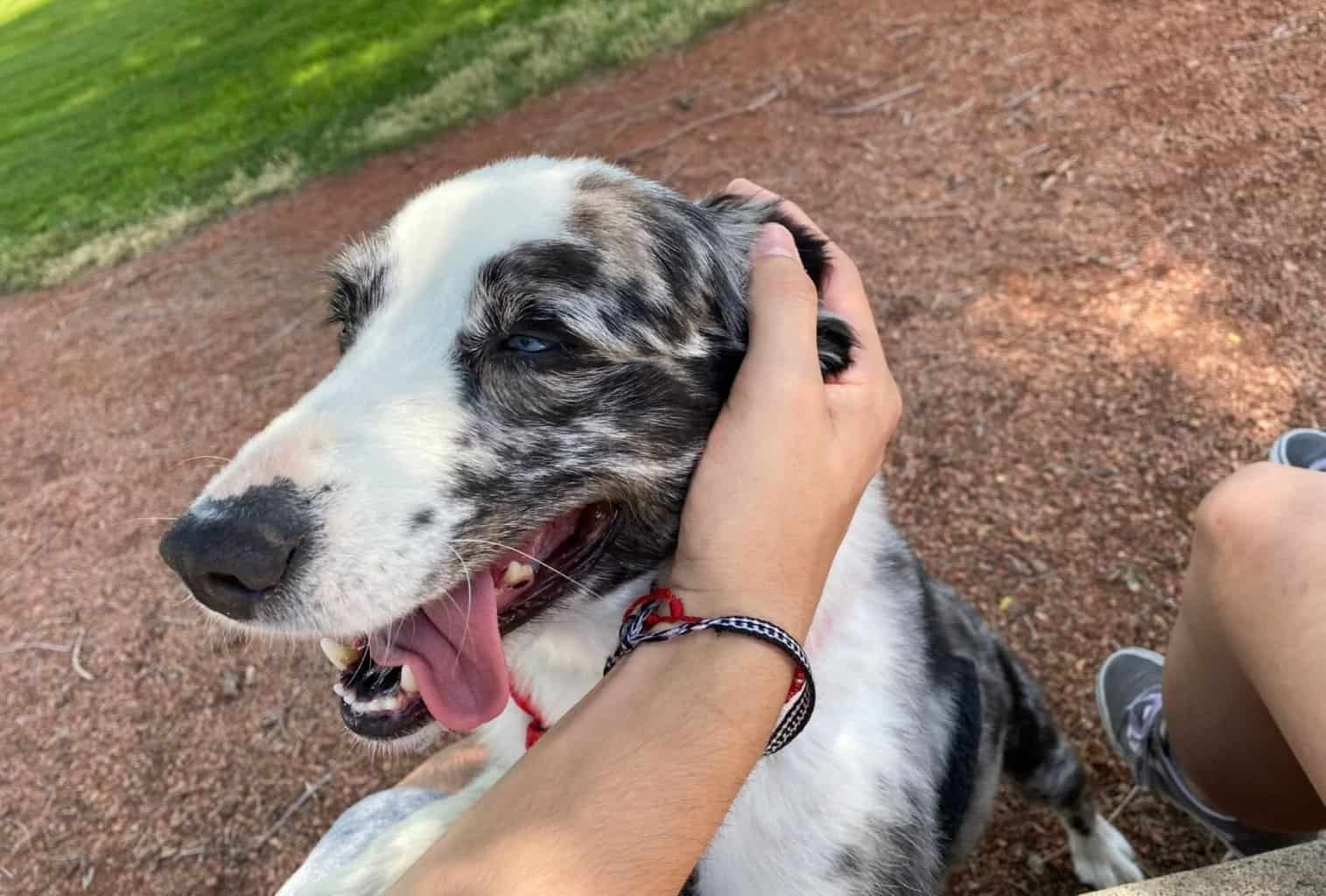 Why Do Dogs Like Their Ears Rubbed? dogpackr