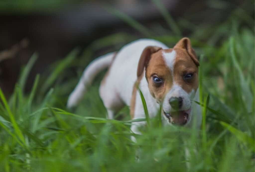 Making sure your puppy goes potty right before bed can reduce the zoomies