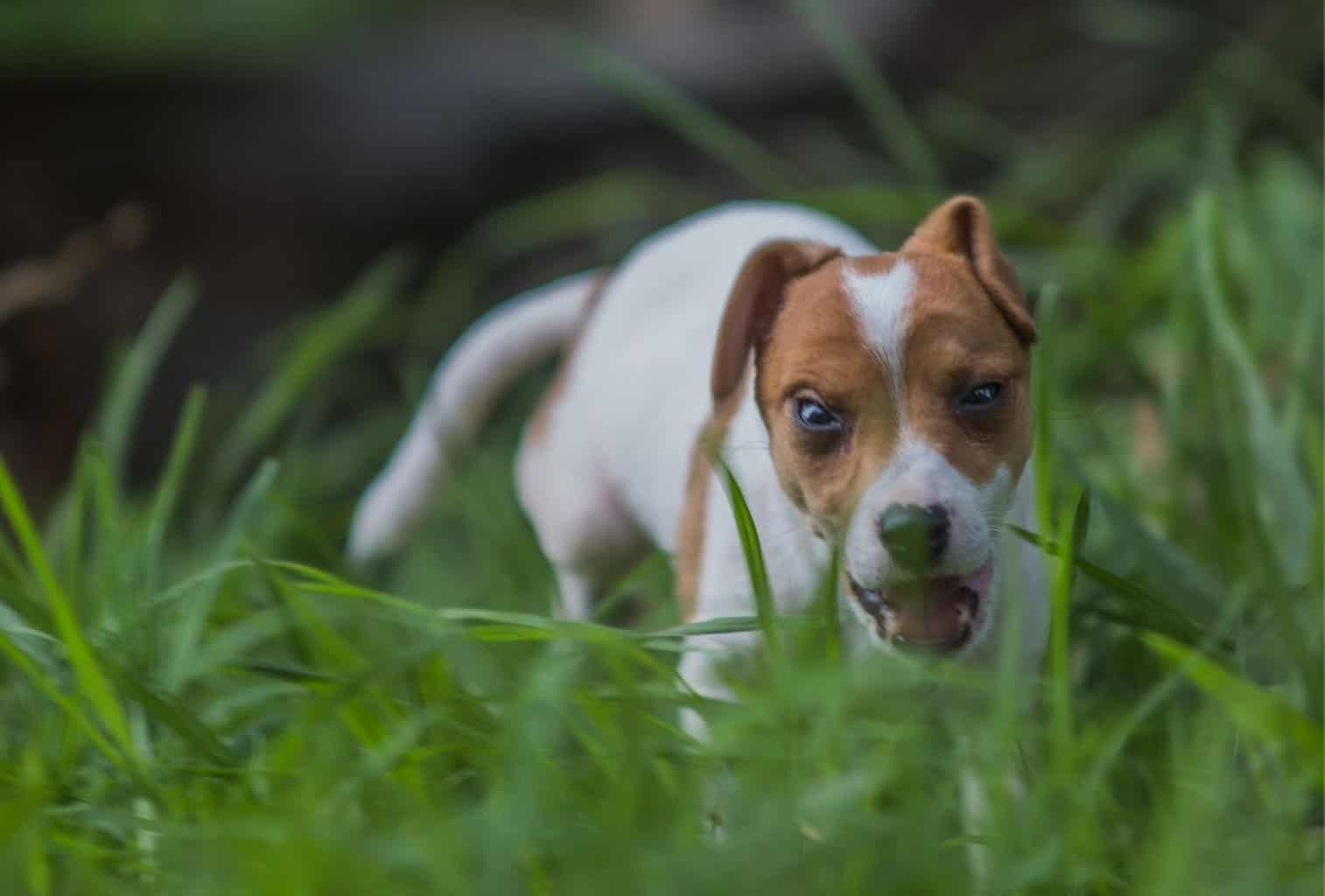 Why Do Puppies Get The Zoomies Before Bed Dogpackr