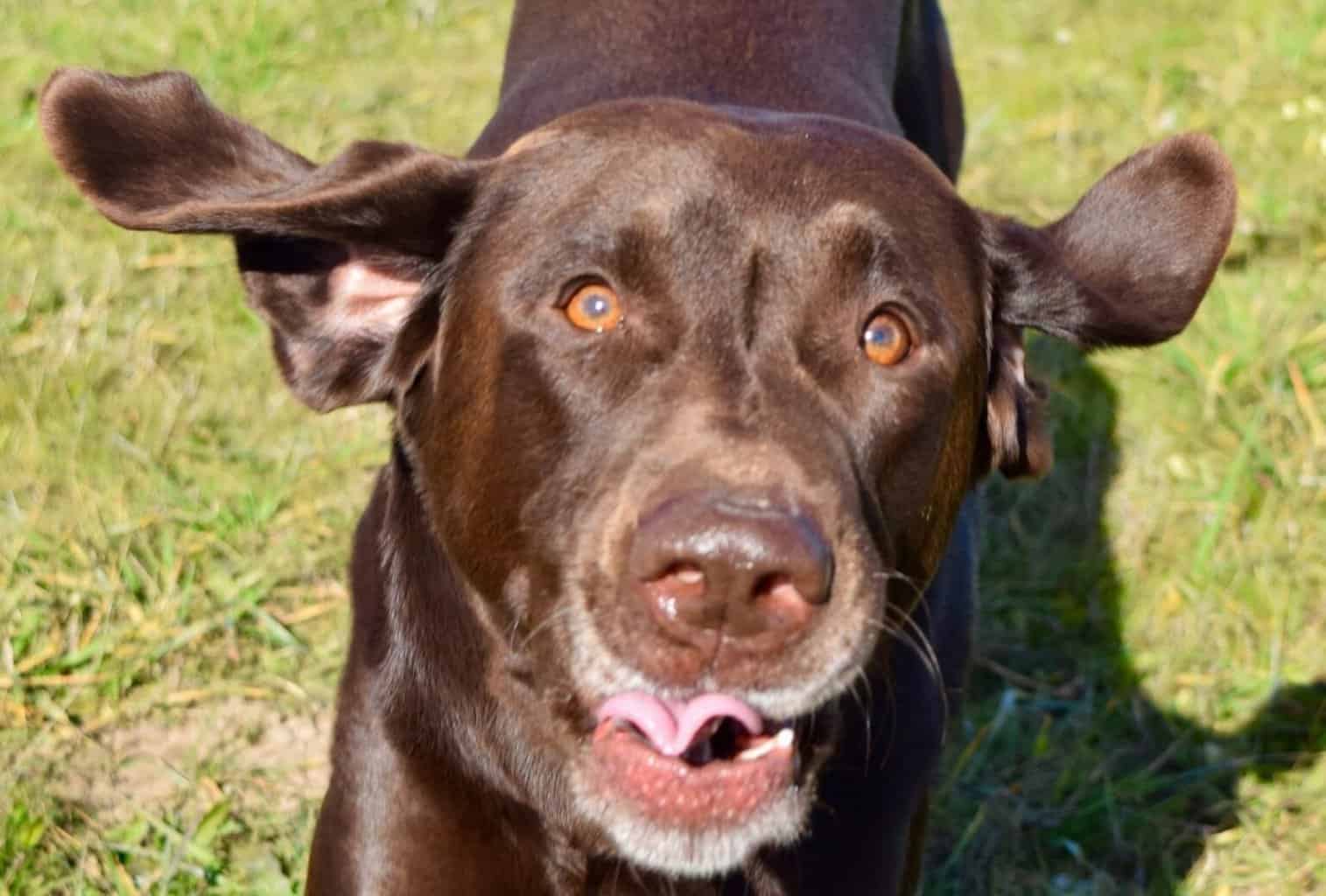 Why Do Puppies Get the Zoomies Before Bed? dogpackr