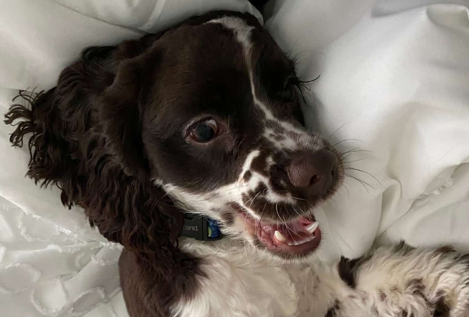 Why Do Puppies Get the Zoomies Before Bed? dogpackr