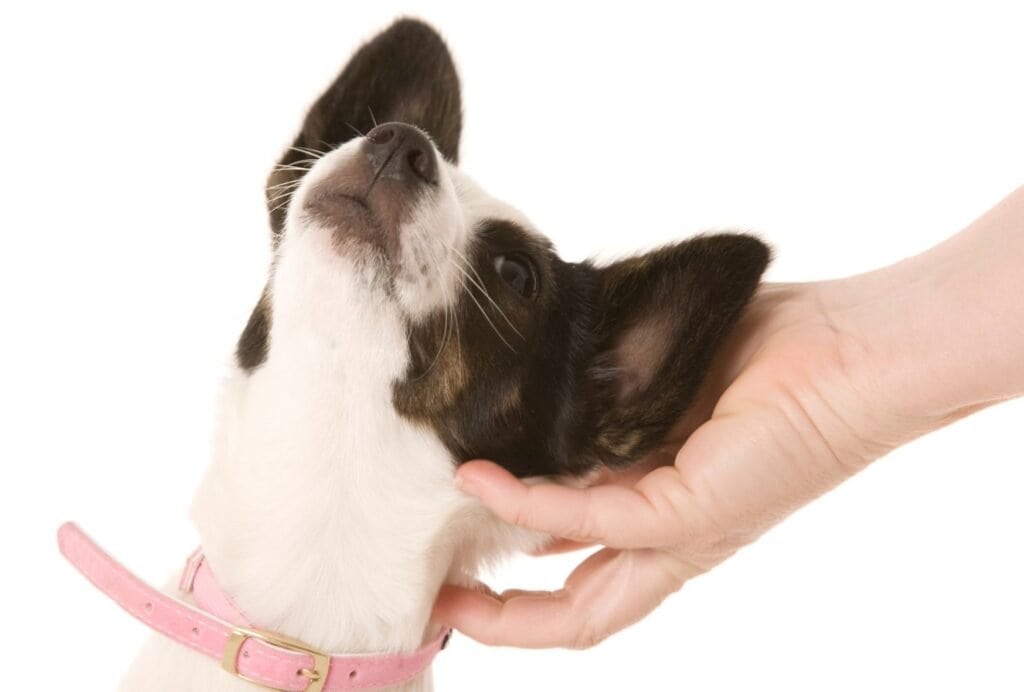 If your dog scratches his face excessively, that could be a sign for an ear infection