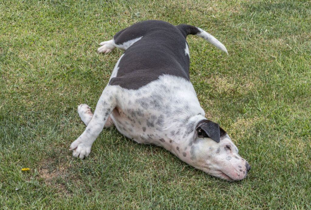 Sometimes, a carpet, grass or your furniture just feels better for a good face scratch