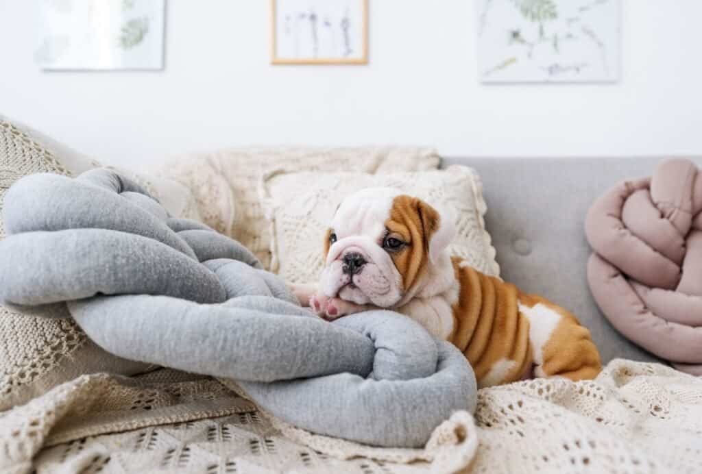 a calm puppy after just as much exercise as he should get