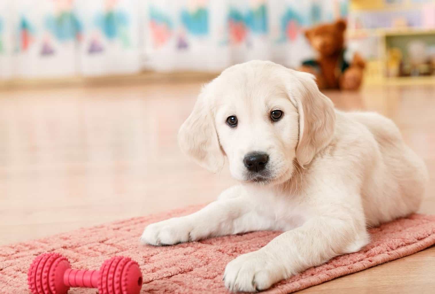 how much exercise should a golden retriever puppy get