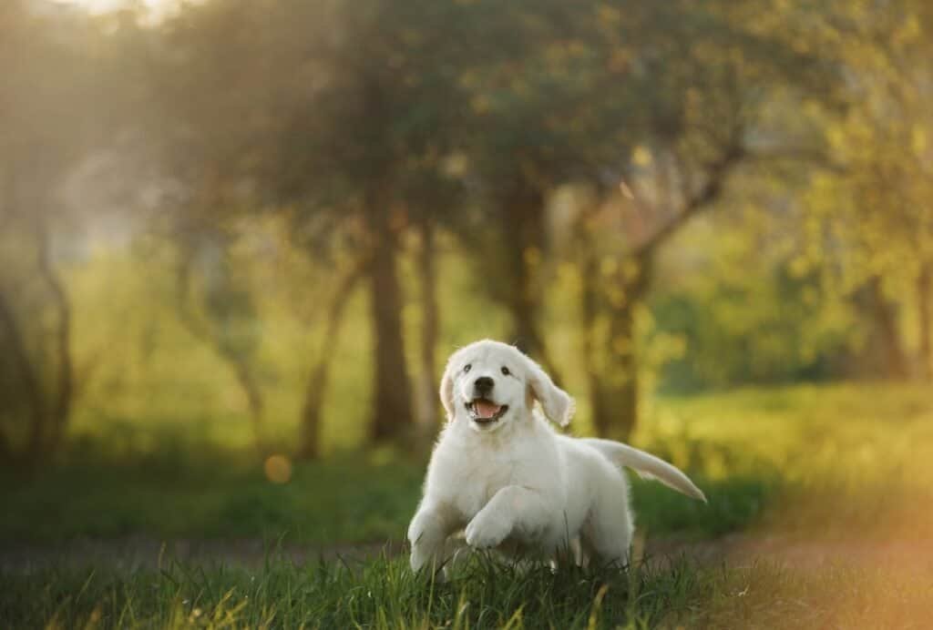 how much exercise should a puppy get