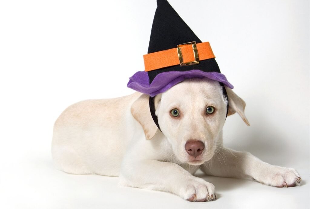 5 tips to deal with puppy witching hour
