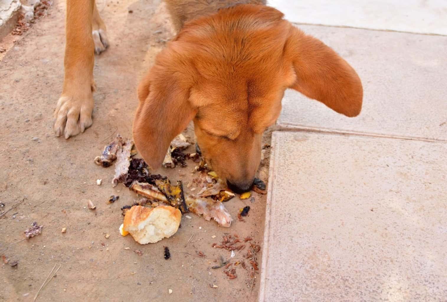How to Stop a Dog from Eating Everything on Walks dogpackr