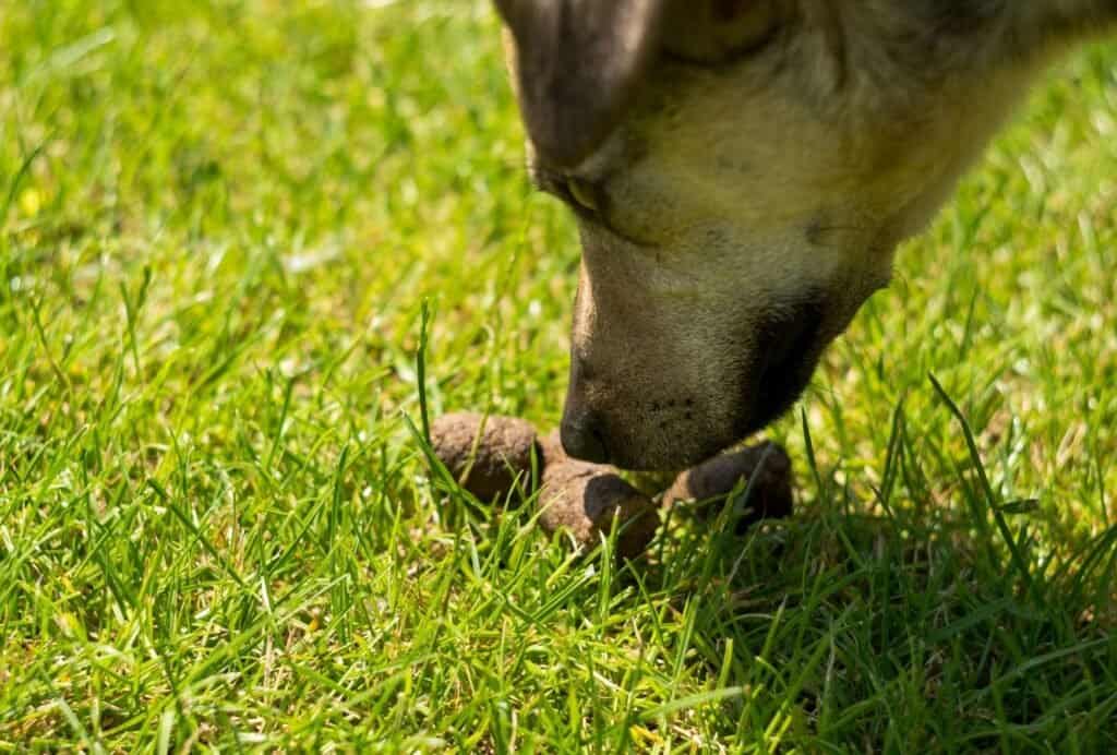 Some dogs really enjoy eating poop. Yuck!