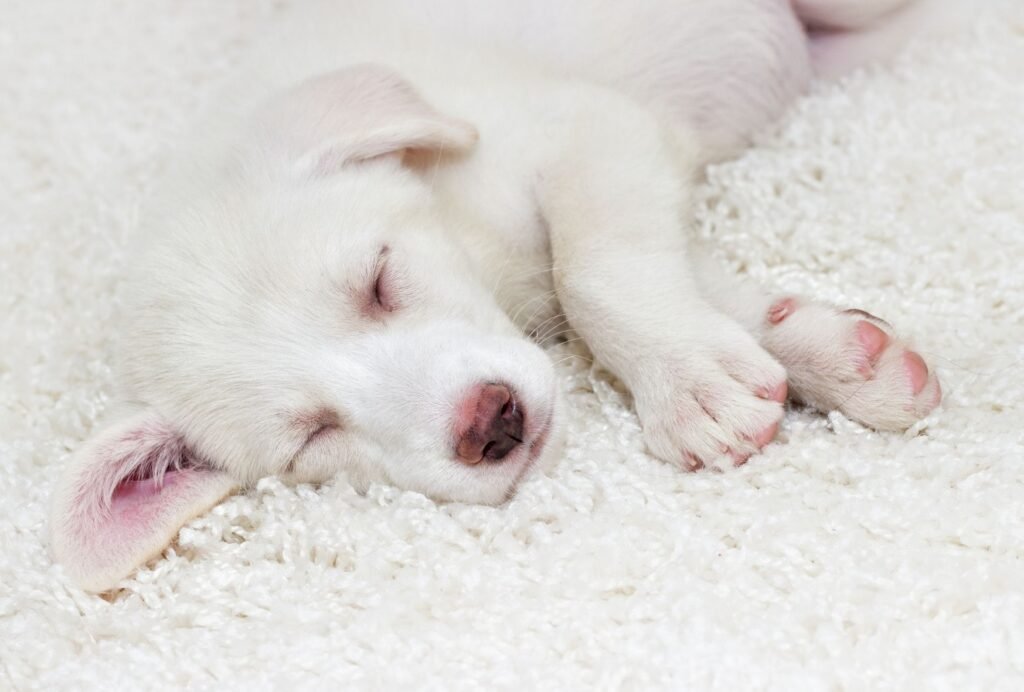 At 4 months, most puppies can sleep through the night