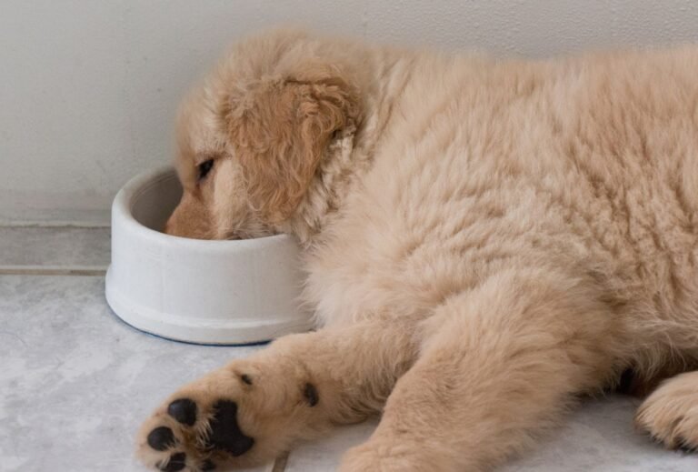 Should I Wake My Puppy Up to Pee at Night? dogpackr