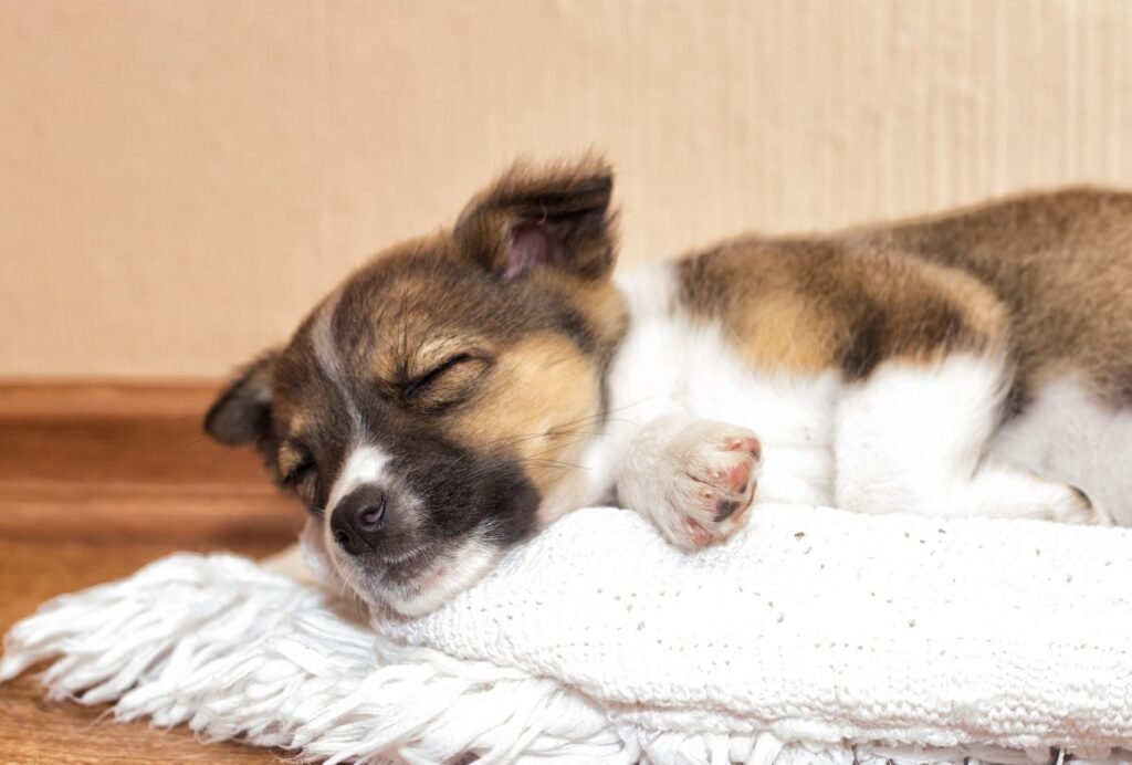 should I wake my puppy up to pee at night