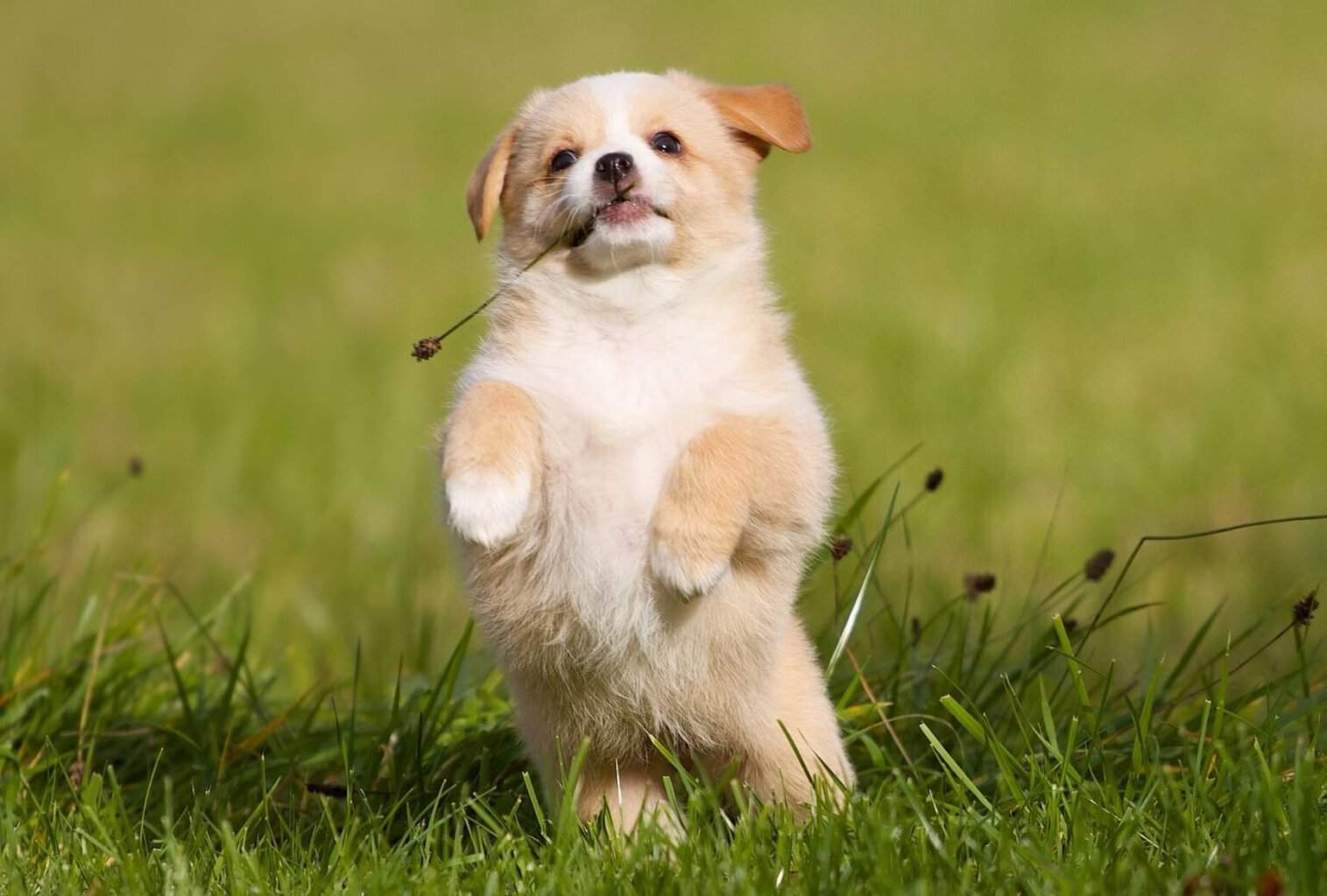 What Causes Puppy Zoomies? 5 Common Reasons - Dogpackr